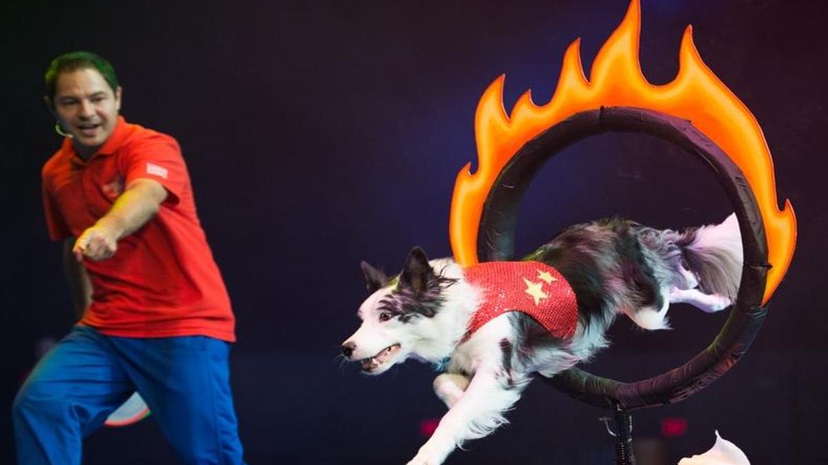 
Stunt Dog Experience offers family fun at 2 and 7 p.m. Nov. 21 at Mount Baker Theatre.
