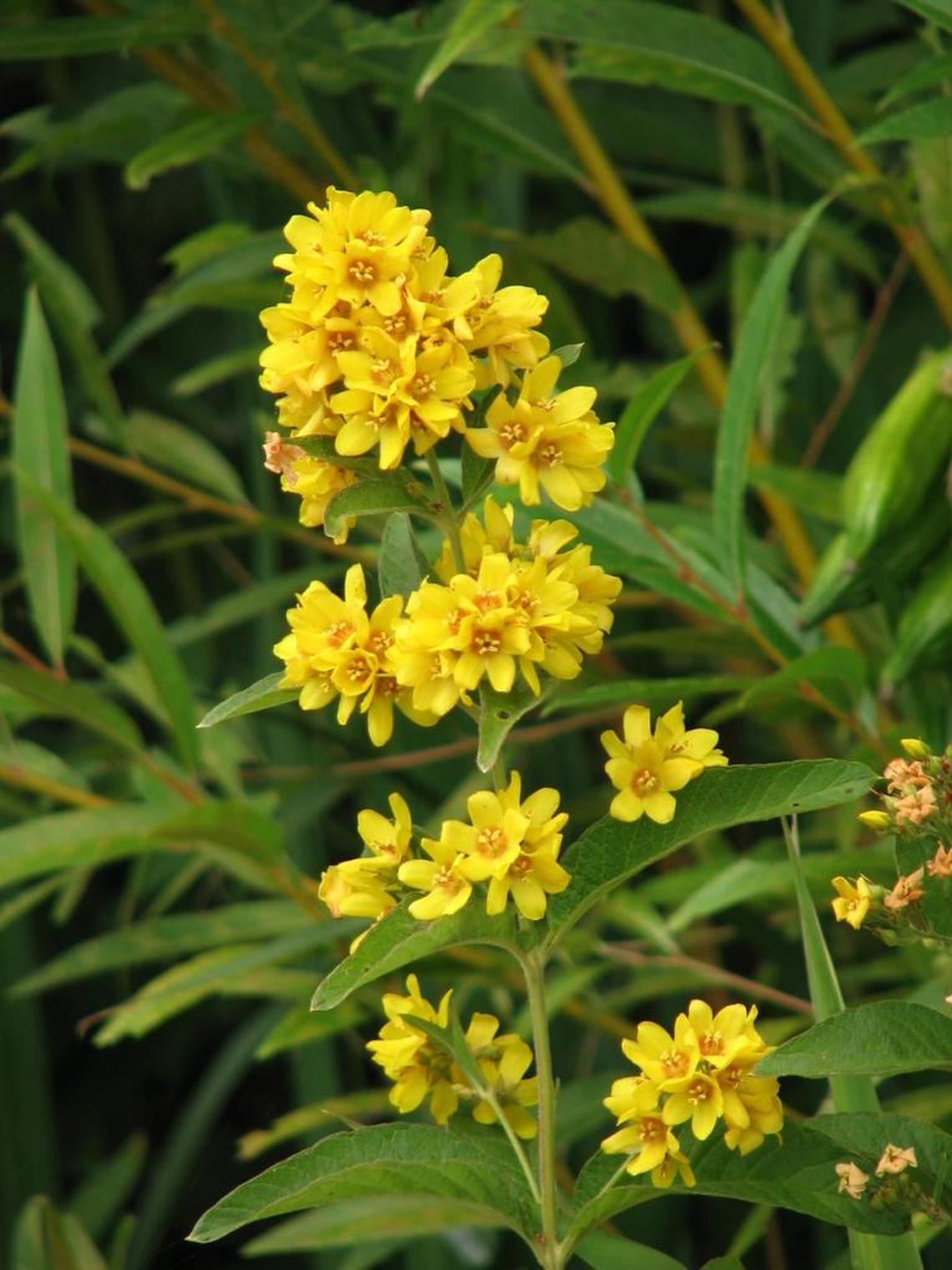 Garden loosestrife, also called yellow loosestrife, is an invasive aquatic plant that was recently discovered growing in Lake Whatcom near Bloedel Donovan Park.