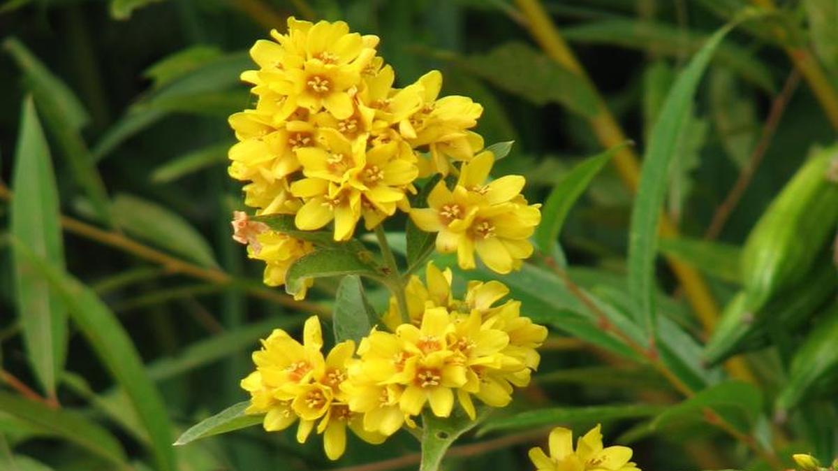 Garden loosestrife, also called yellow loosestrife, is an invasive aquatic plant that was recently discovered growing in Lake Whatcom near Bloedel Donovan Park.