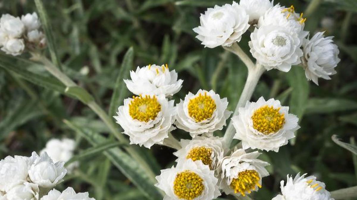 
Pearly everlasting, a late-season mountain wildflower, derives its name from its long-lasting white leaves that surround its small yellow blossoms.


