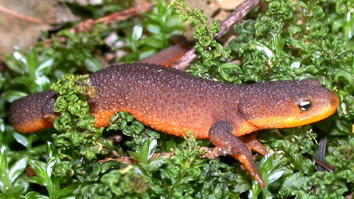 
To defend itself, the rough-skinned newt produces a dangerous toxin from its skin, so it’s best not to handle the animal. 
