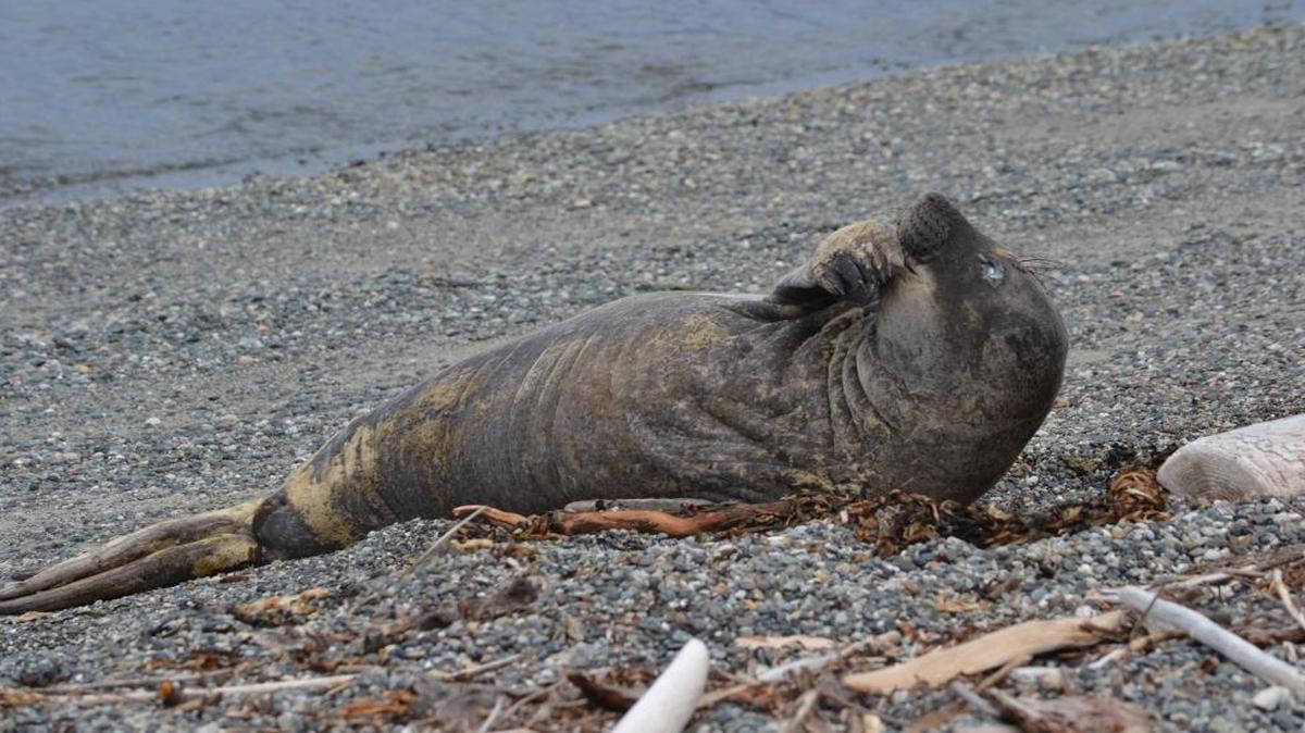 Female elephant seals are smaller than males and their nose is not as pronounced in size.