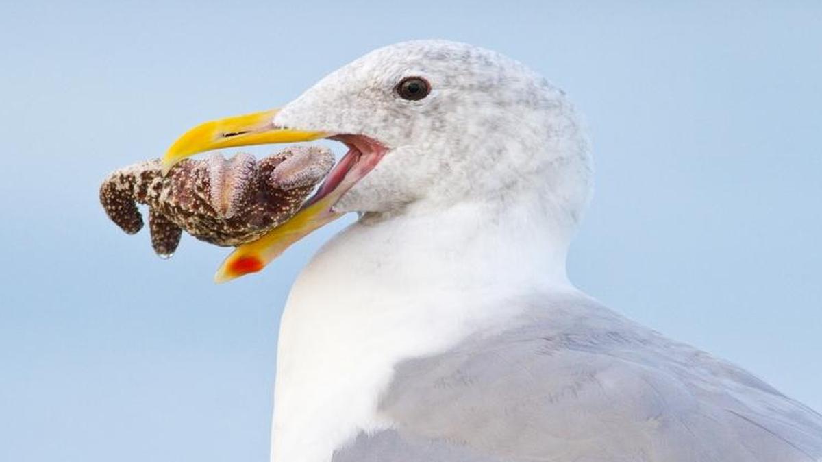 Western gulls are a common visitor to coastlines, and sometimes venture into Washington’s inland marine waters.