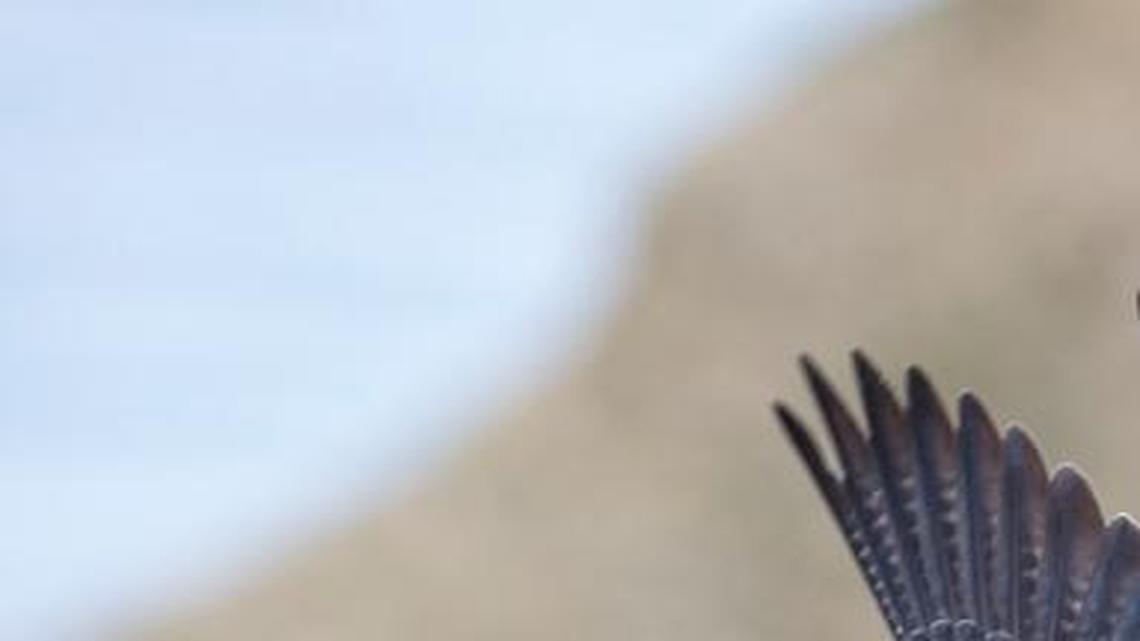 Meet the peregrine falcon, the Northwest’s winged speed demon