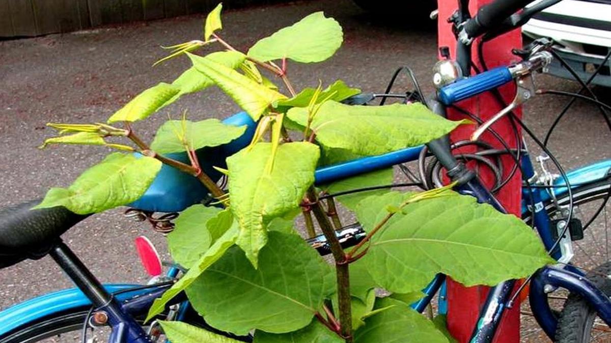 
Bohemian knotweed is difficult to eradicate. 

