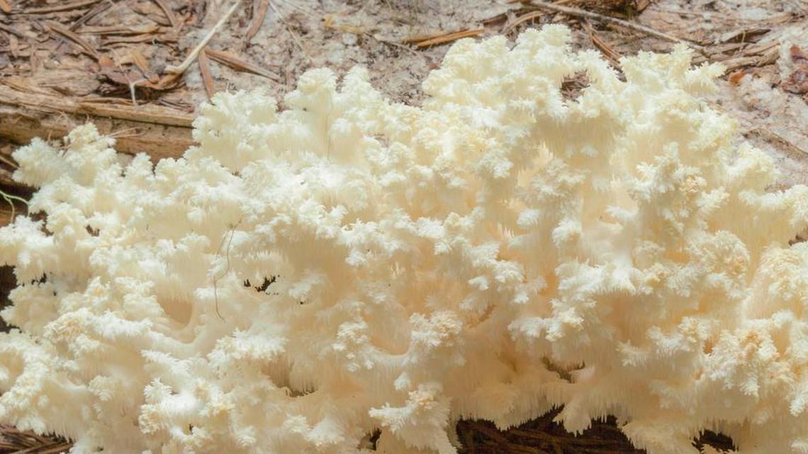 Bear’s head tooth fungus striking in looks, tasty to eat