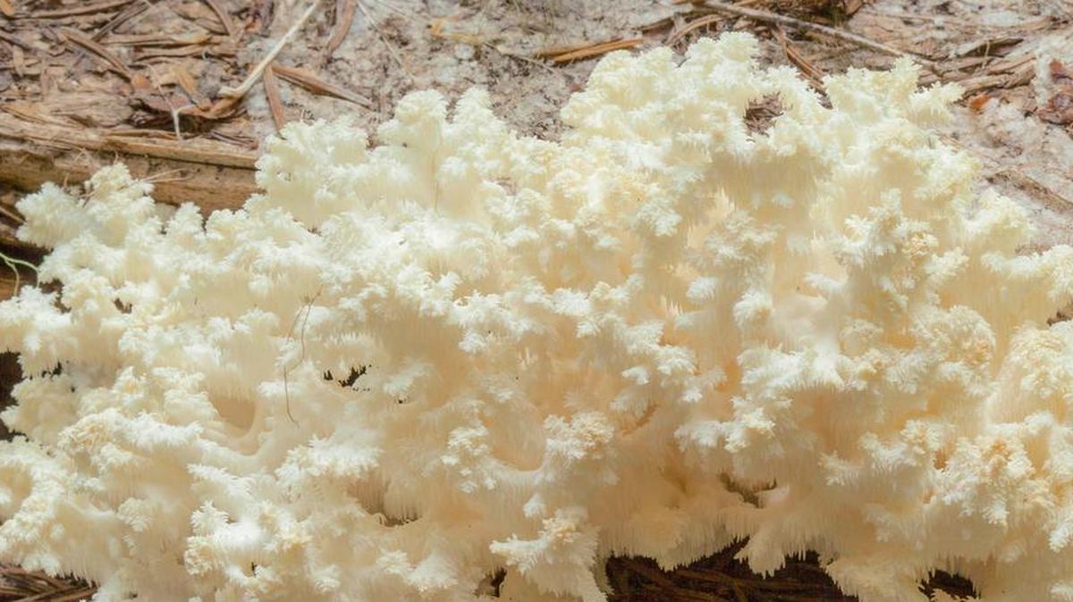 
The distinctive bear’s head tooth fungus is often found on Pacific silver fir trees in the mountains.

