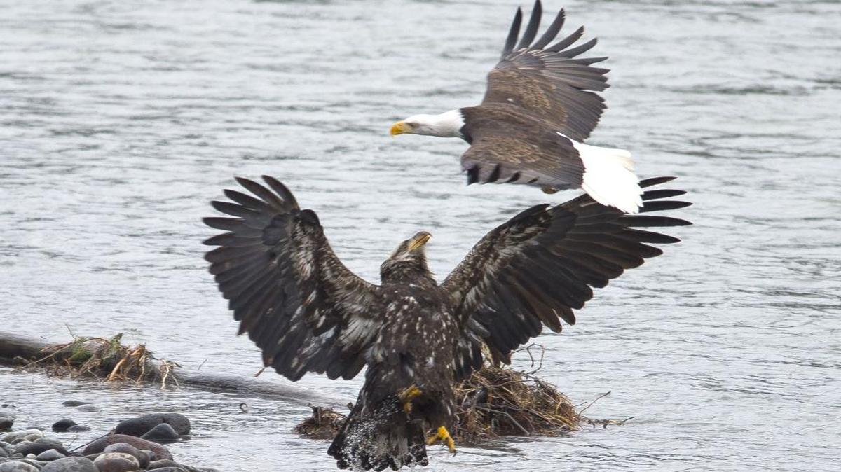 Eagles feast on dead salmon along the Nooksack River near Deming.