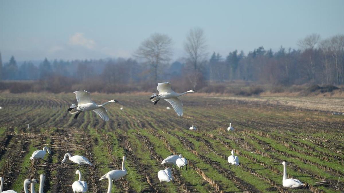 
 Trumpeter swans often arrive in Whatcom County in November, with many taking up residence in local farm fields.

