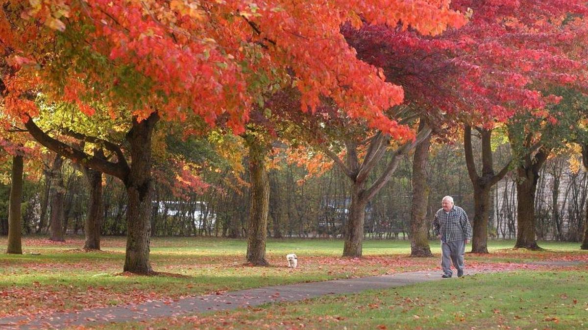 
Bellingham’s Memorial Park offers a conveniently close place to stroll for autumn colors.
