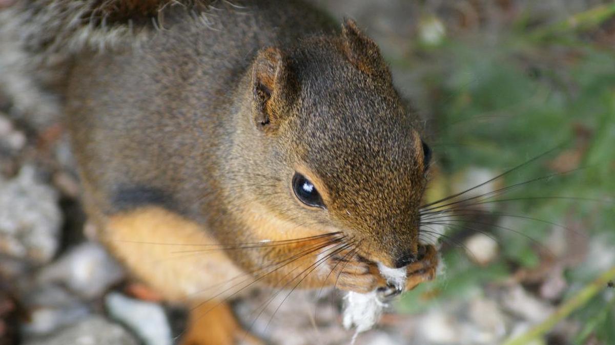 
The Douglas’ squirrel makes plenty of noise whenever people come too close to its favorite cone-bearing trees.
