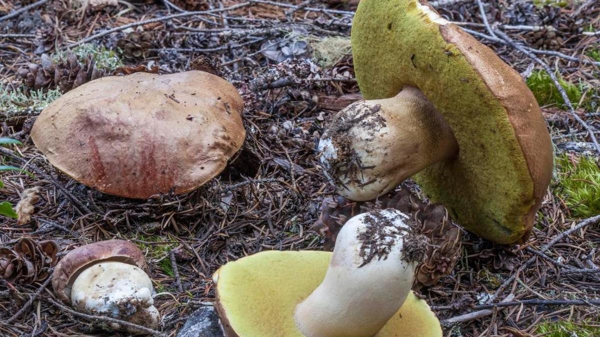 The “Spring King” (Boletus rex-veris) can be found in conifer forests in the mountains above 3,000 feet, in areas where the snow has melted a few weeks earlier.