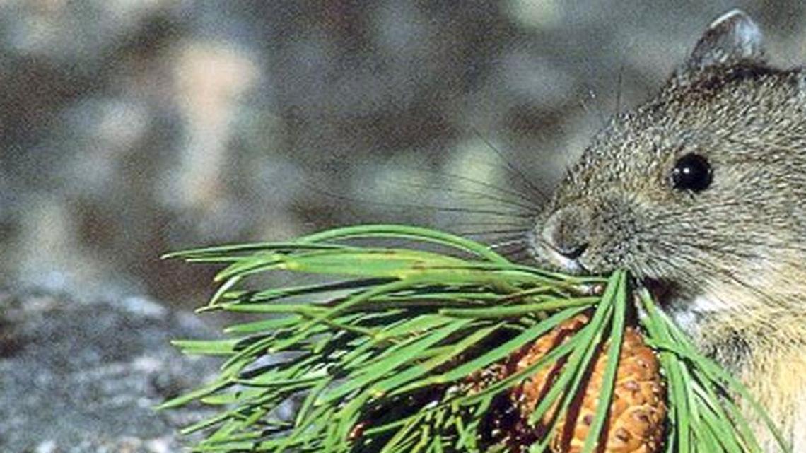 Meet the American pika, the Cascades’ rabbit-like whistler