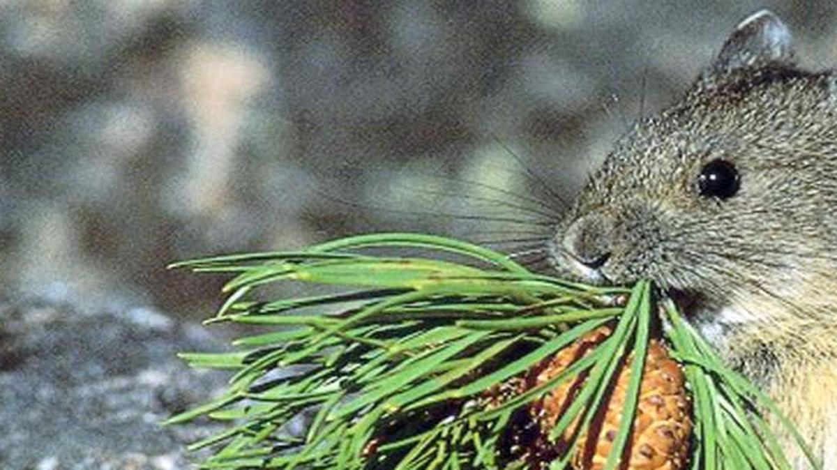 American pikas are small, rabbit-like animals that live in rocky slopes at or above the treeline in the Cascade Mountains and the northeast part of Washington. While hikers might hear a pika’s high-pitched whistle, seeing one is less common.