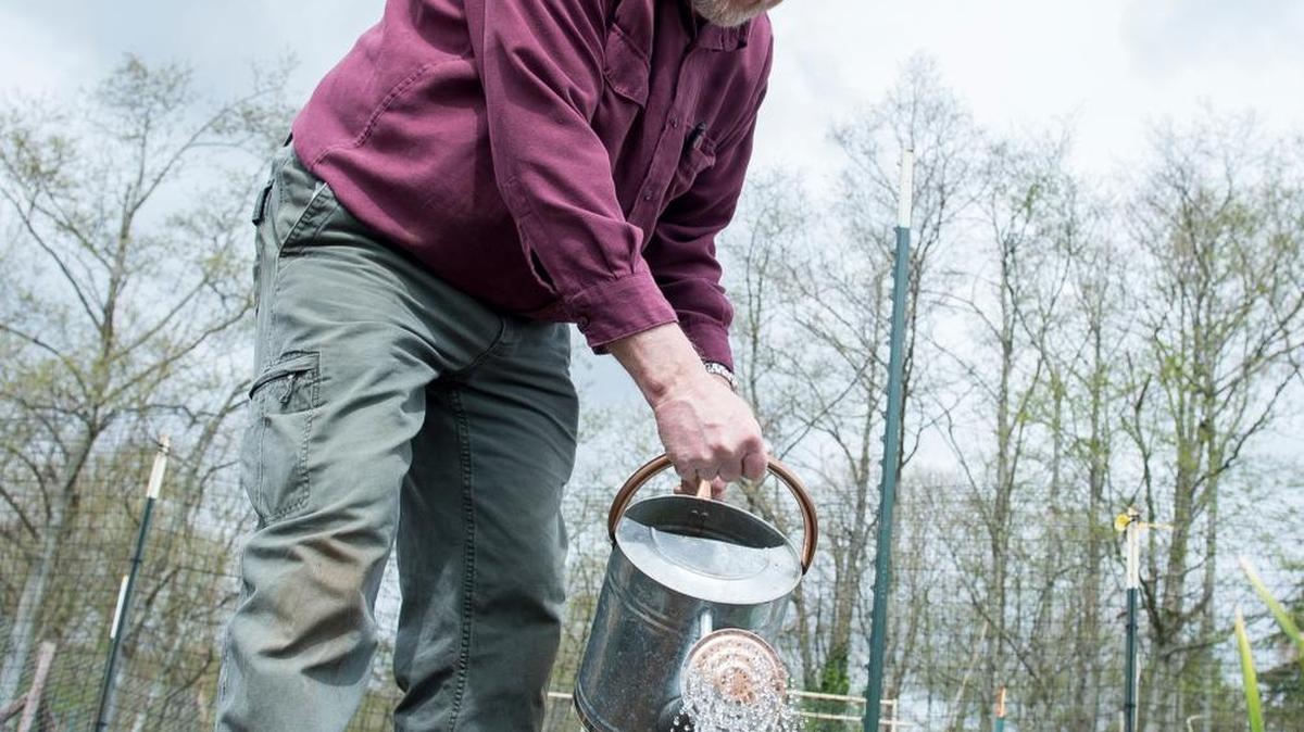 Mill Shires applies nematodes to a row of carrots April 12 at Happy Valley Garden in Bellingham.