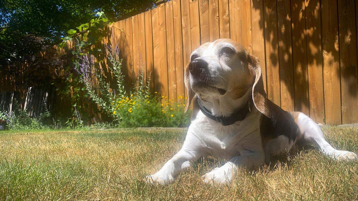 Archie, a 13-year-old beagle, soaks up some sun in his Bellingham yard.