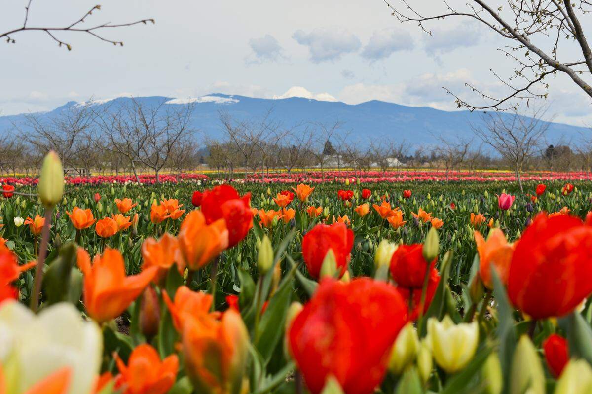 Tulip Valley Farms tulip fields and Skagit Valley surroundings during opening weekend 2024.