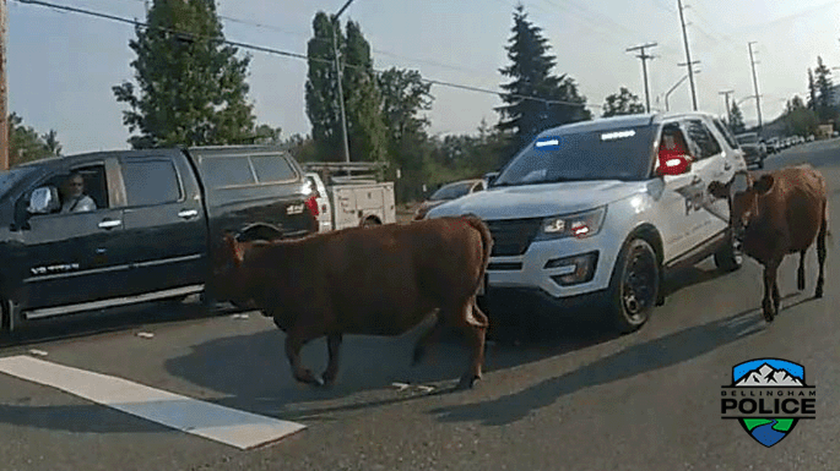 Two cows disrupted traffic on Saturday, Aug. 10, 2024, after escaping from a trailer in Bellingham, Wash. One cow was safely apprehended while the other remains at large in the area.