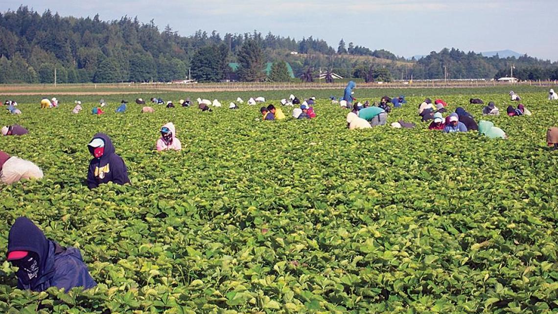 Employees pick strawberries on Steve Sakuma’s farm outside of Burlington, Wash. on a hot morning in mid-July 2011. Sakuma estimated that 80 percent of his workers are illegal immigrants.
