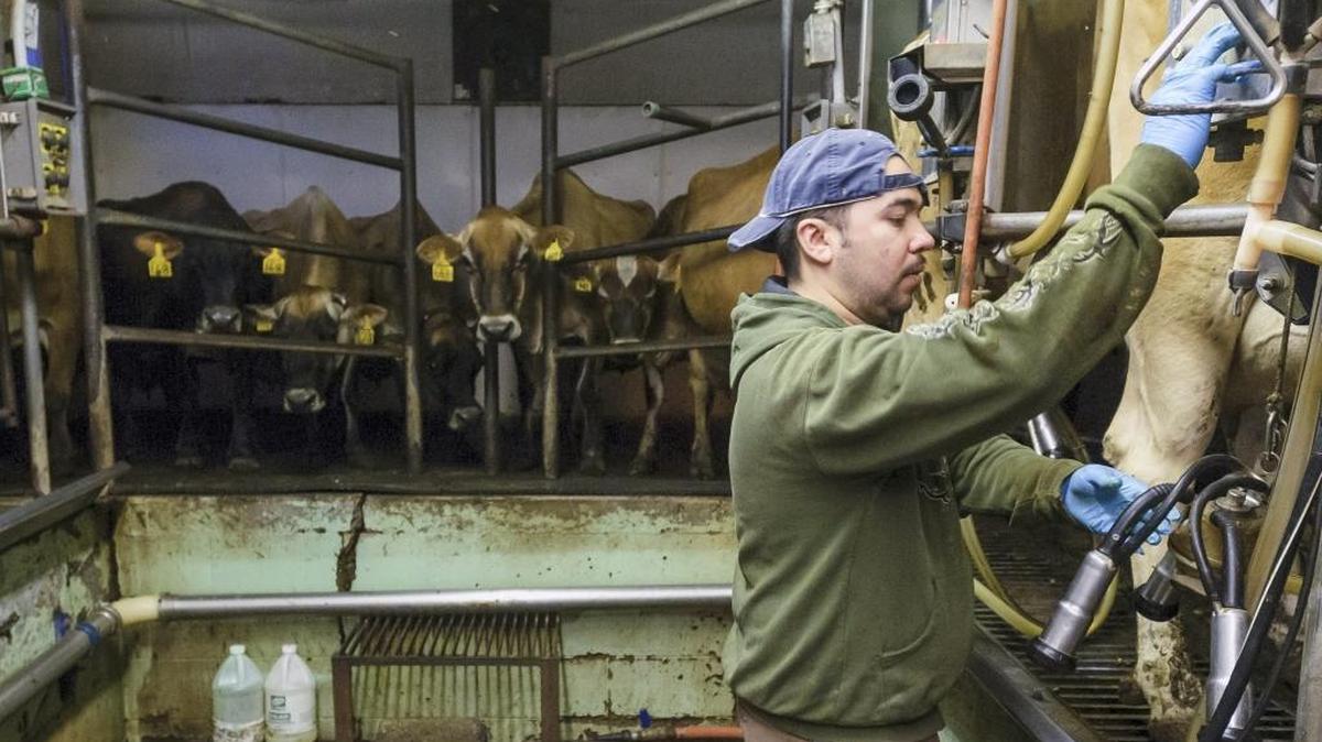 Rigoberto Herrera of Lynden works in the milk barn at Twin Brook Creamery on Assink Road near Lynden, Wash., early Thursday morning July 23, 2015.