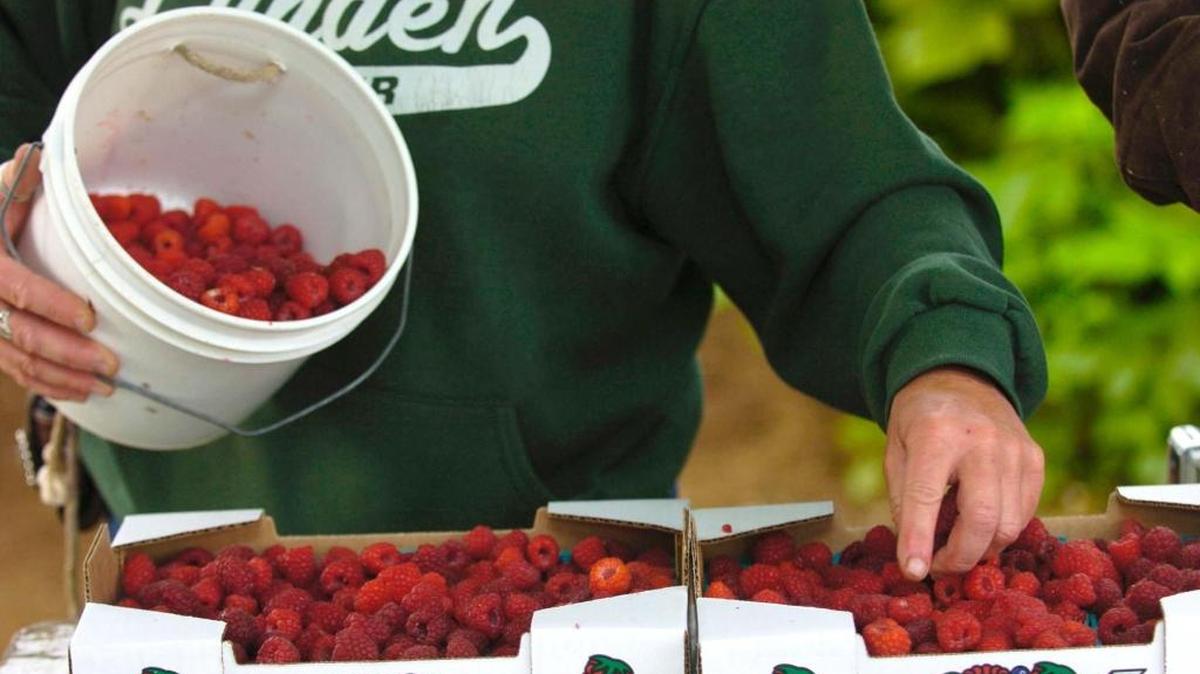 Barbie Kraght, owner of Barbie’s Berries, fills up flats of fresh raspberries at a field south of Lynden on June 13, 2008. The Whatcom County berry farm is one of several local businesses owed money by Haggen.