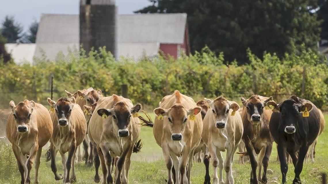 Dairy farmers say Trump’s deportations could dry up milk supply