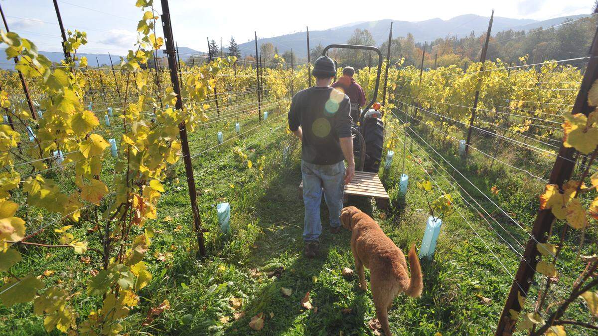 mount baker vineyards