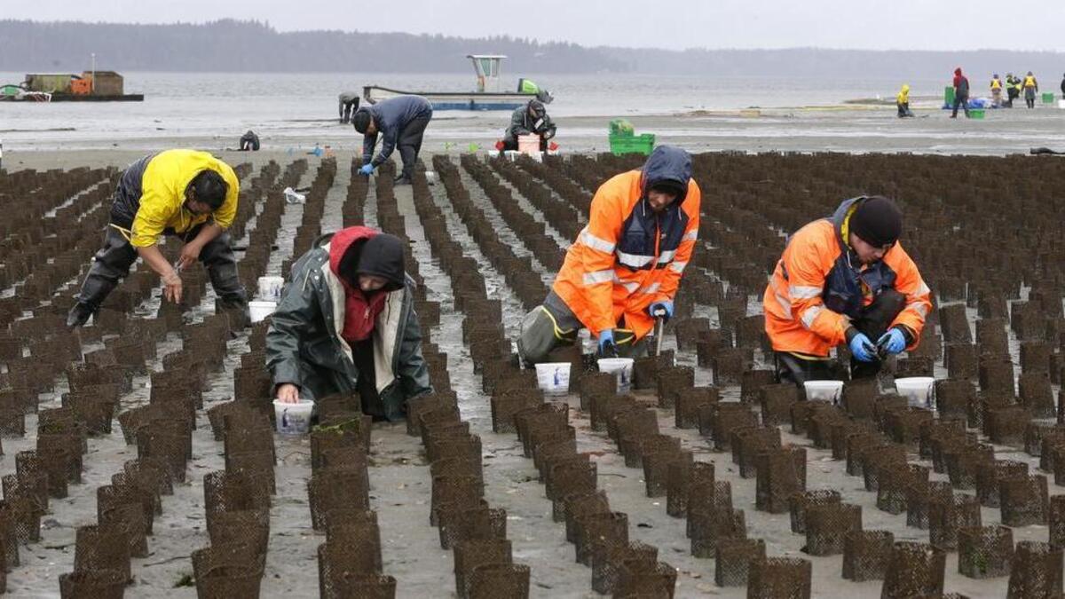 FILE - In this March 23, 2015 photo, Taylor Shellfish Farms workers place small geoduck clams into mesh tubes that allow the geoduck to burrow in the sand and grow while being protected from predators near Harstine Island, Wash.