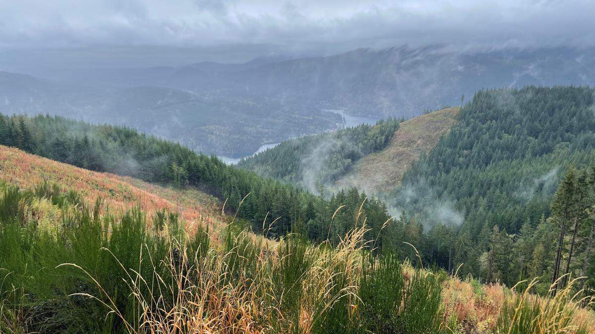 A 2022 photo shows a clearing in the 754 acres of land above Lake Whatcom that the city bought from the Nielsen Brothers Inc. for $3.65 million. The forest has a mix of trees, including hemlock, Douglas fir and Western red cedar.