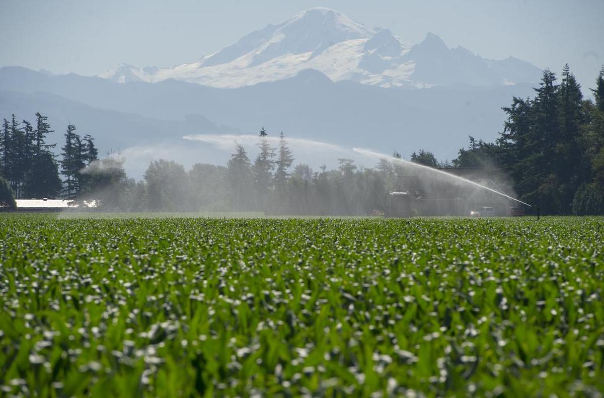 A water gun sprays a corn field along the Guide Meridian Road south of Lynden in June 2015. A drought declaration for Whatcom County could affect the amount of water that’s available for farming in summer.