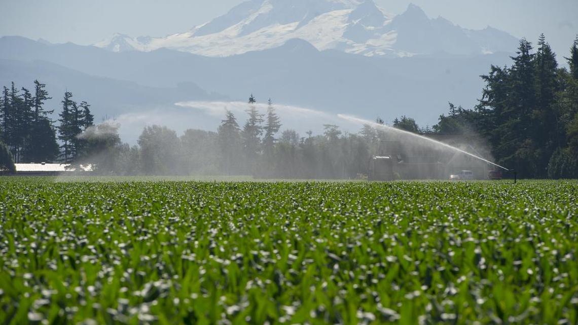 A water gun sprays a corn field along the Guide Meridian Road south of Lynden in June 2015.