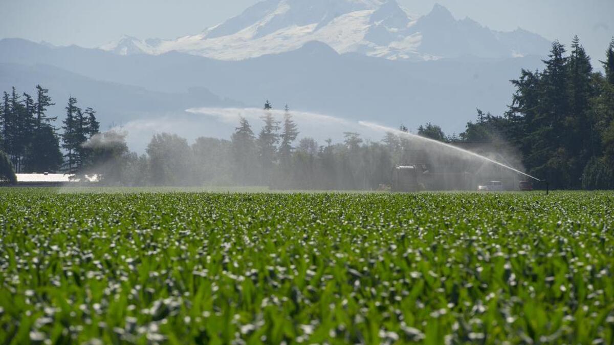 A water gun sprays a corn field along the Guide Meridian Road south of Lynden in June 2015.