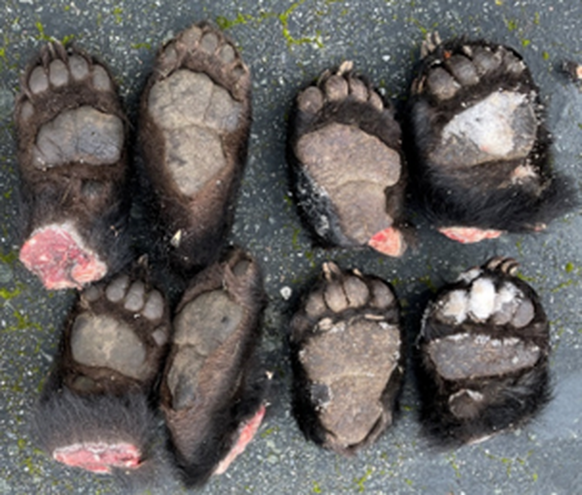 A Skagit County woman was sentenced for 45-days home confinement for illegally purchasing black bear parts including 24 paws with the claws attached.