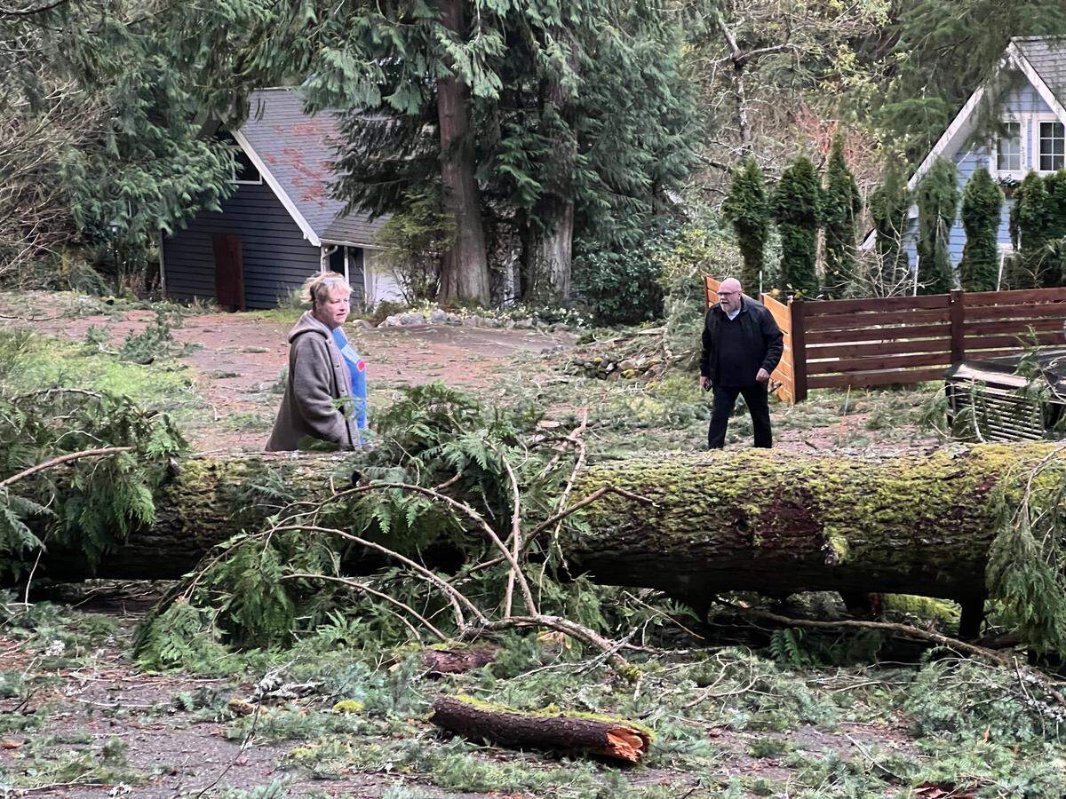 Bellingham residents examine a tree that fell across a road, severely damaging a home off Sudden Valley Drive.