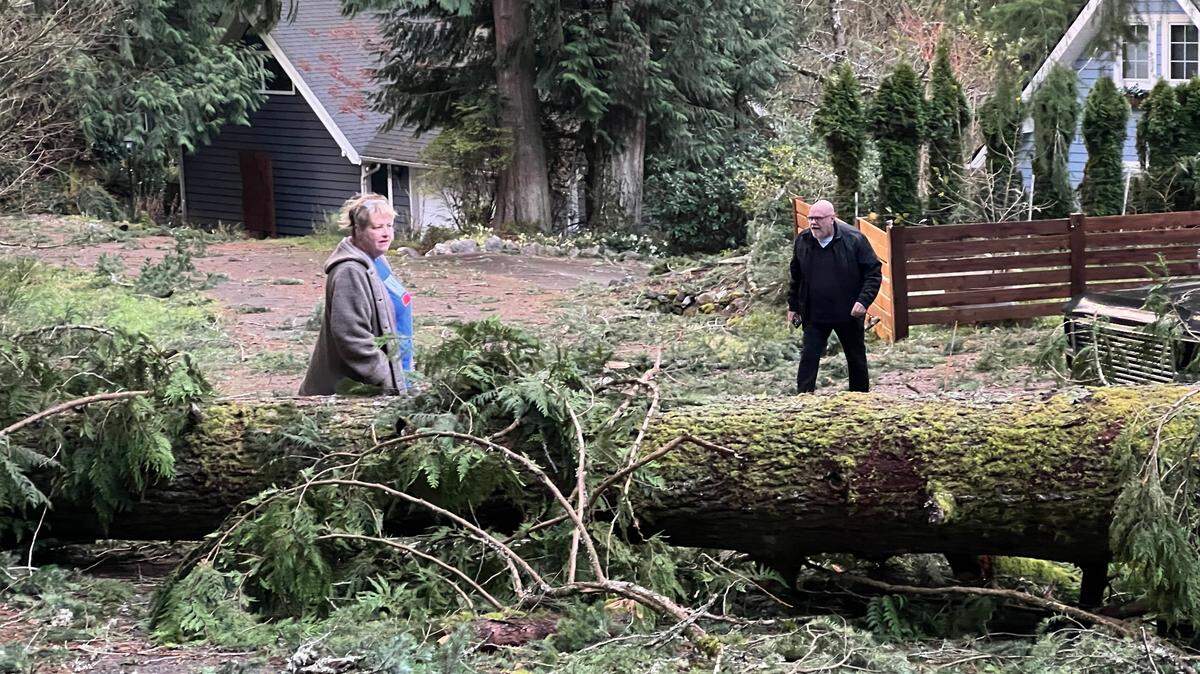 Bellingham residents examine a tree that fell across a road early Wednesday, Nov. 20, 2024, severely damaging a home off Sudden Valley Drive.