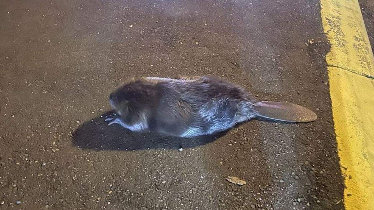 A beaver was taken into custody by police after illegally blocking a road.