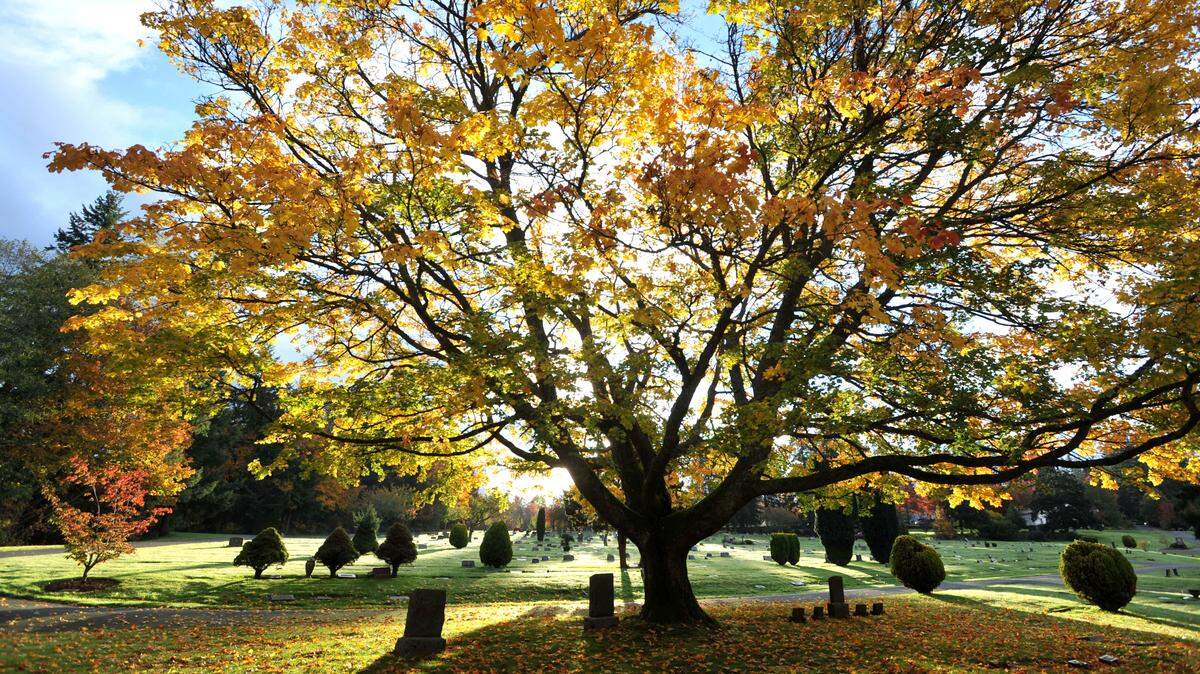 Morning sunlight brings out the colors of fall in a tree at Bayview Cemetery late Oct. 29, 2010, in Bellingham WA.