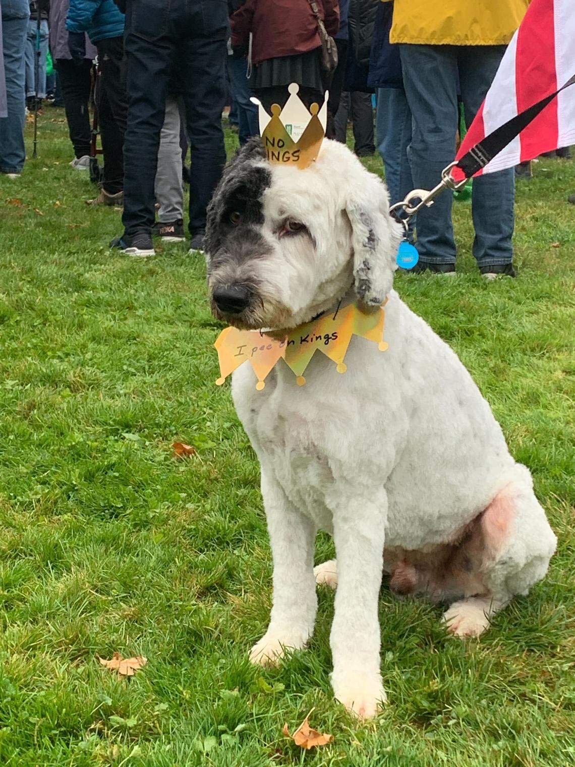 A canine protester dons a “No Kings” crown with a matching collar that reads, “I pee on kings” during the Saturday, Oct. 18, 2025 No Kings protest in Bellingham, Wash.