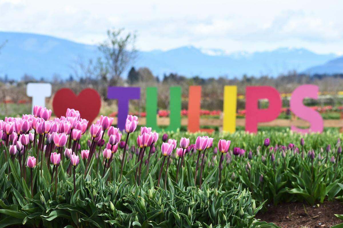 Tulip Valley Farms tulip fields and Skagit Valley surroundings during opening weekend 2024.