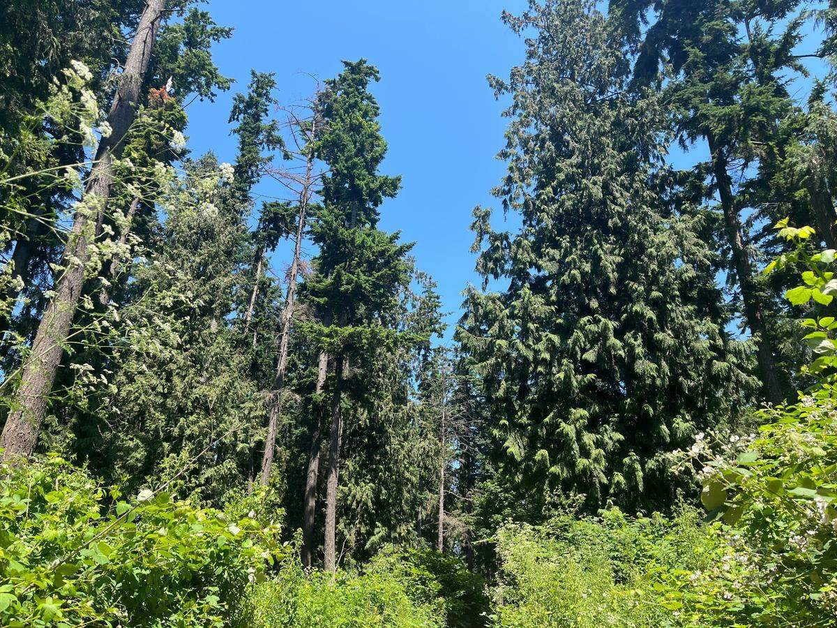Three hundred twenty-seven trees were at risk of being removed from the proposed site of a townhome development along Meridian Street in Bellingham. A petition was started to limit the tree removal.