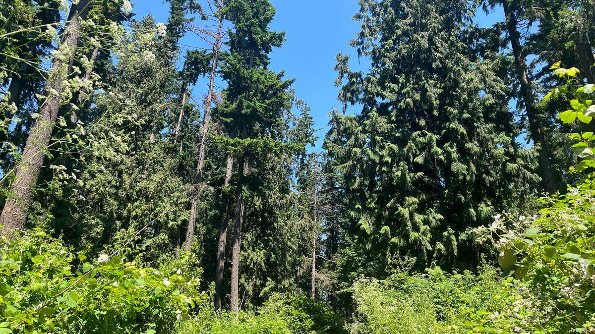 327 trees stand to be removed from the proposed site of a townhome development along Meridian Street in Bellingham, Wash. A petition was started to limit the tree removal.