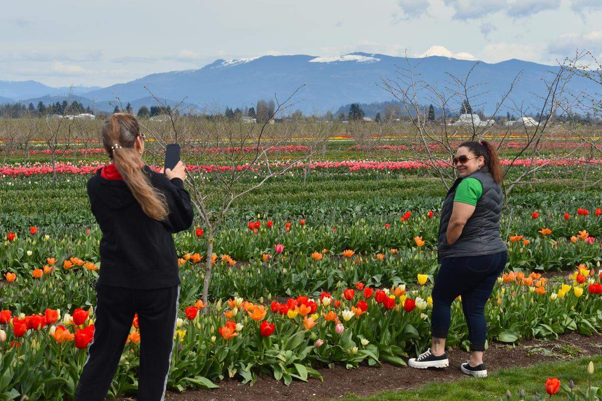 Tulip Valley Farms tulip fields and Skagit Valley surroundings during opening weekend 2024.