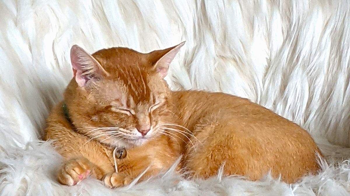 An orange cat naps on chair in Bellingham.