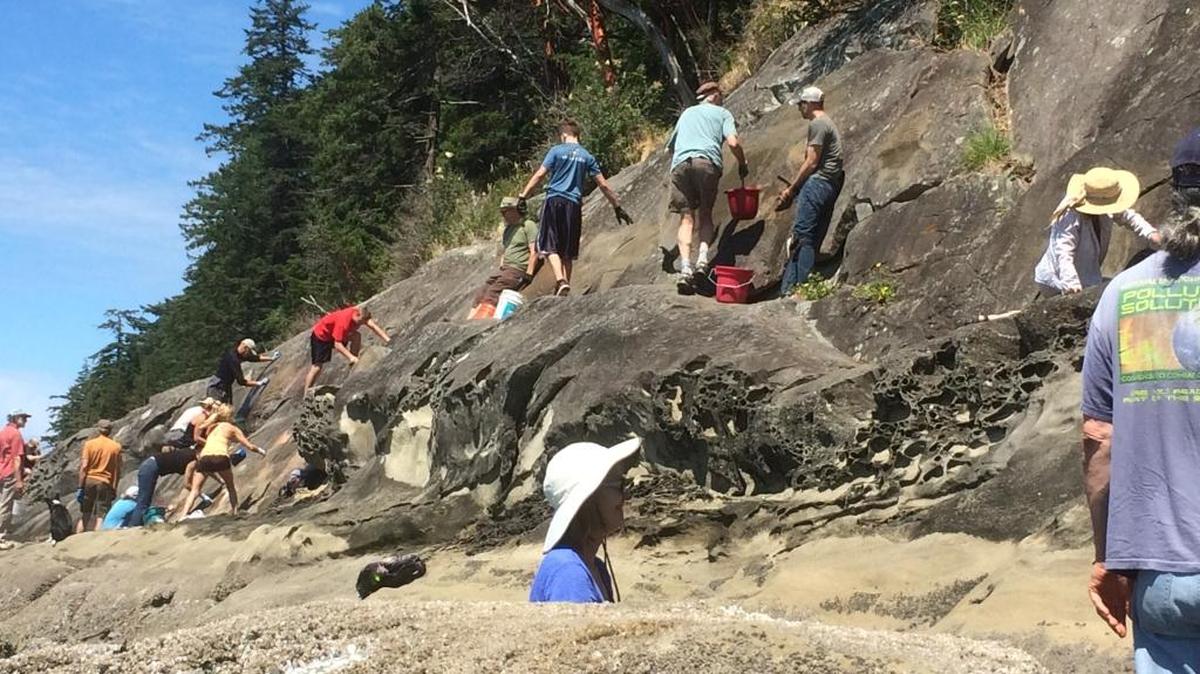 Volunteers turned out Saturday, June 25, 2016, to scrub graffiti from about 200 yards of rock, much of it sandstone, at Clayton Beach in Larrabee State Park just south of Bellingham.