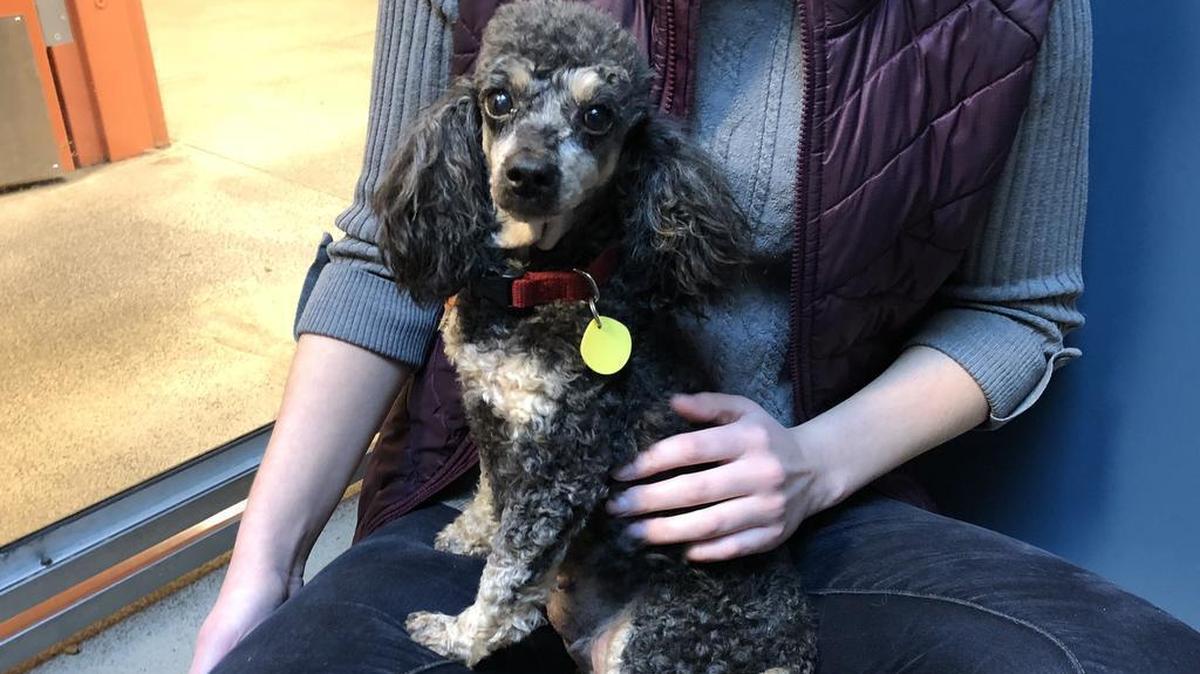 12 Strays of Christmas: Megan needs a low-key home and lots of TLC
