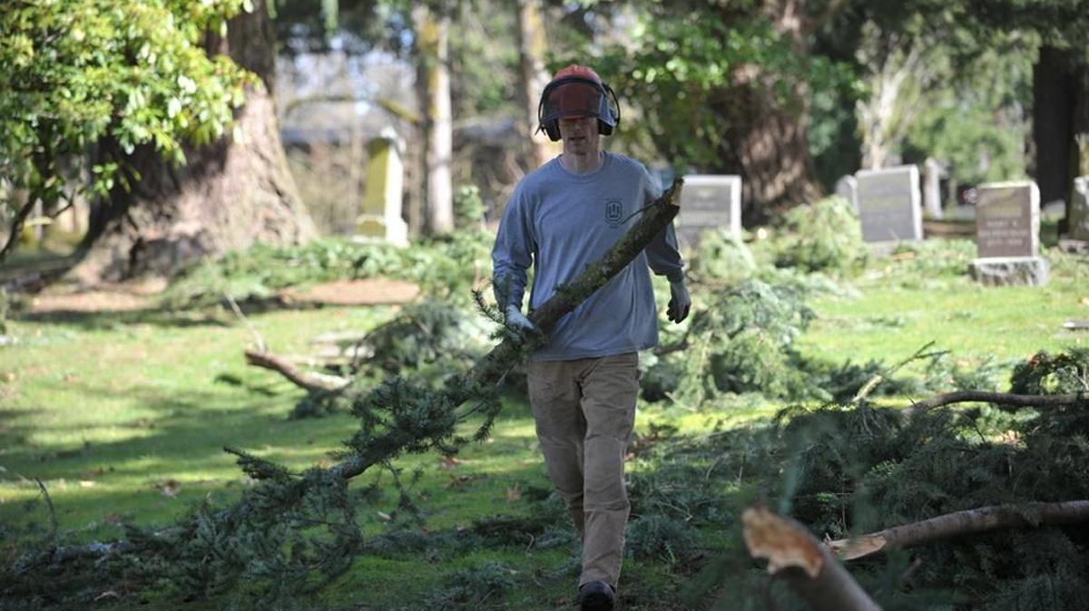 A Bellingham Parks Department worker pulls downed tree branches to a chipper in the old area of Bayview Cemetery in 2014. City crews are again busy as six months of below-normal rainfall and two suffocating heatwaves weakened tree branches.