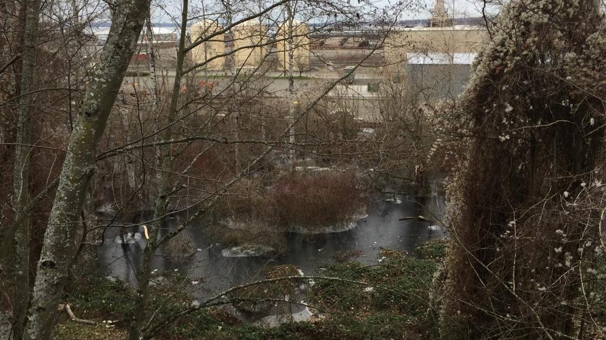 Cold temperatures leave low-lying water topped with ice around brush north of the South Bay Trail along State Street in Bellingham Dec. 26, 2017. The National Weather Service says there’s a chance of snow before 4 a.m., but the accumulation would be less than a half inch. For Wednesday there’s a chance of rain and snow before 10 a.m.