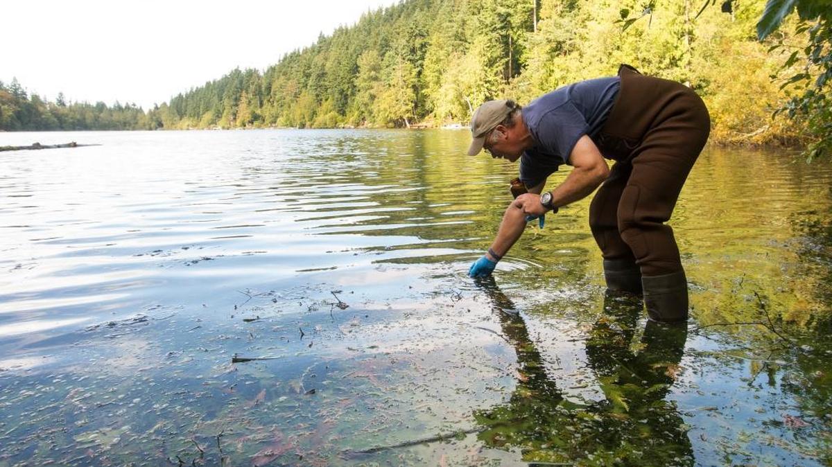 
Steve Hood, a water quality engineer with the Washington state Department of Ecology, takes a water sample at Toad Lake just outside Bellingham on Wednesday, Sept. 2.
