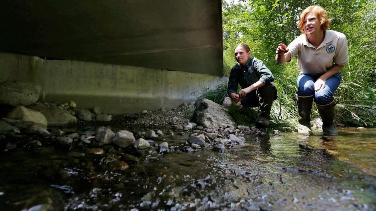 Julie Henning, right, of the Washington Deptartment of Fish and Wildlife ecosystem services division habitat program, and Melissa Erkel, left, a fish passage biologist, look at a wide passageway for the north fork of Newaukum Creek near Enumclaw on June 22, 2015. Federal appeals judges say the state of Washington has violated the treaty rights of tribes to fish by building and maintaining large pipes that allow streams to pass beneath roads but also block migrating salmon.