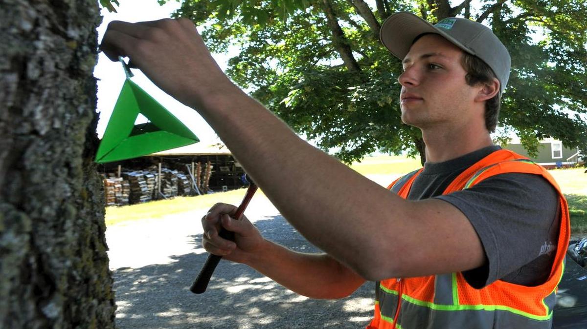 
Washington Department of Agriculture’s Andrew Majeske puts up a gypsy moth trap on Trigg Road east of Ferndale in July 2010. Workers are putting up 16,000 traps in Washington, including in Whatcom County, for the annual effort to keep the invasive pests from taking hold in the state.
